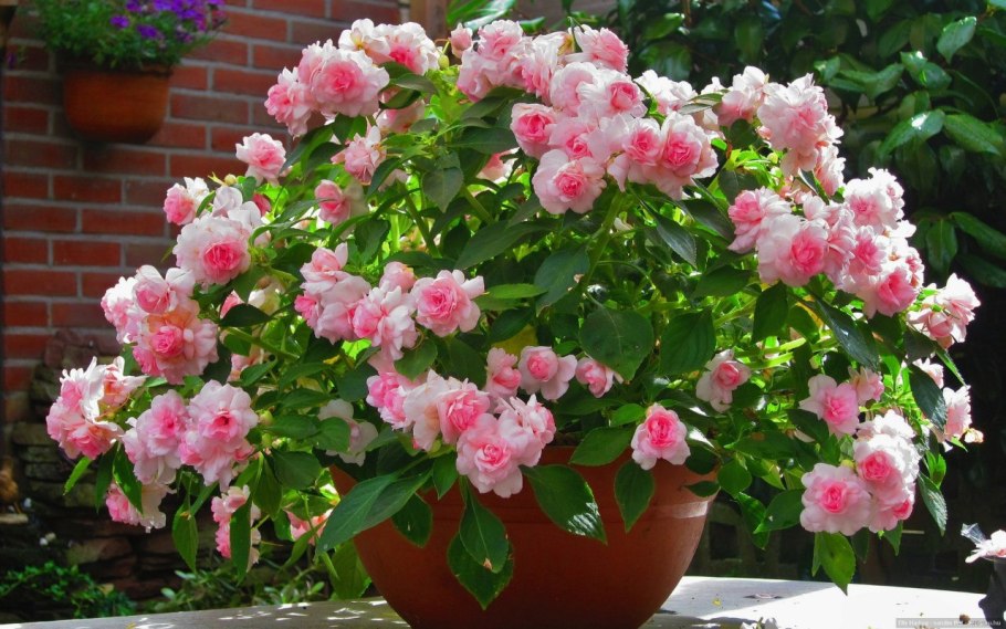 Бальзамин Эппл блоссом