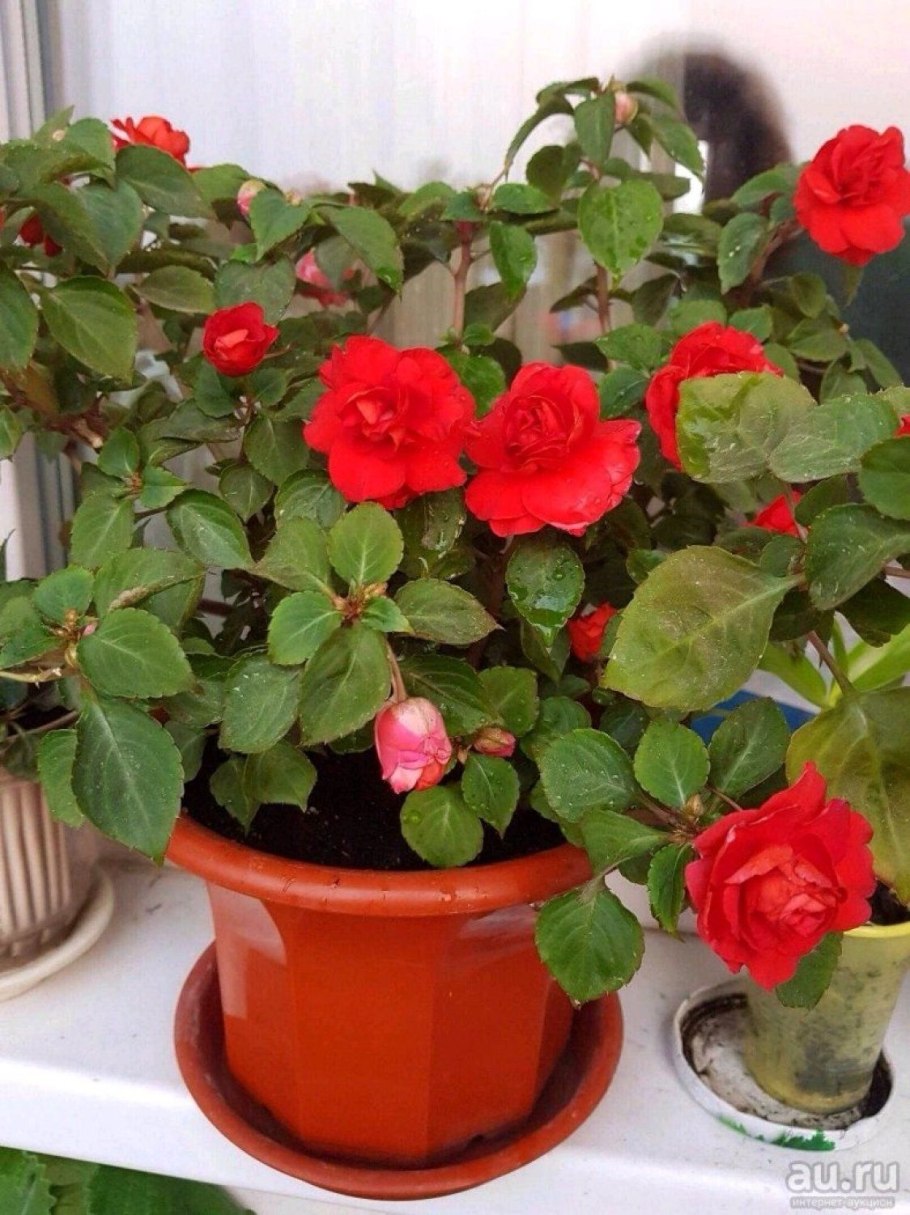 Бальзамин огонек Ванька мокрый