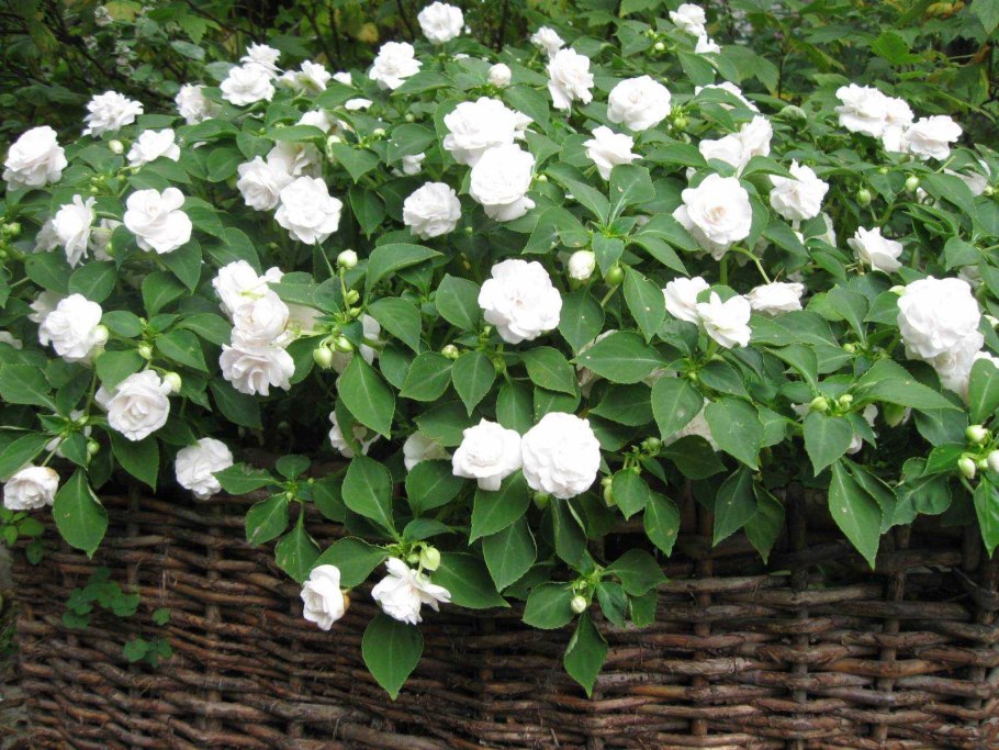 Бальзамин белый махровый