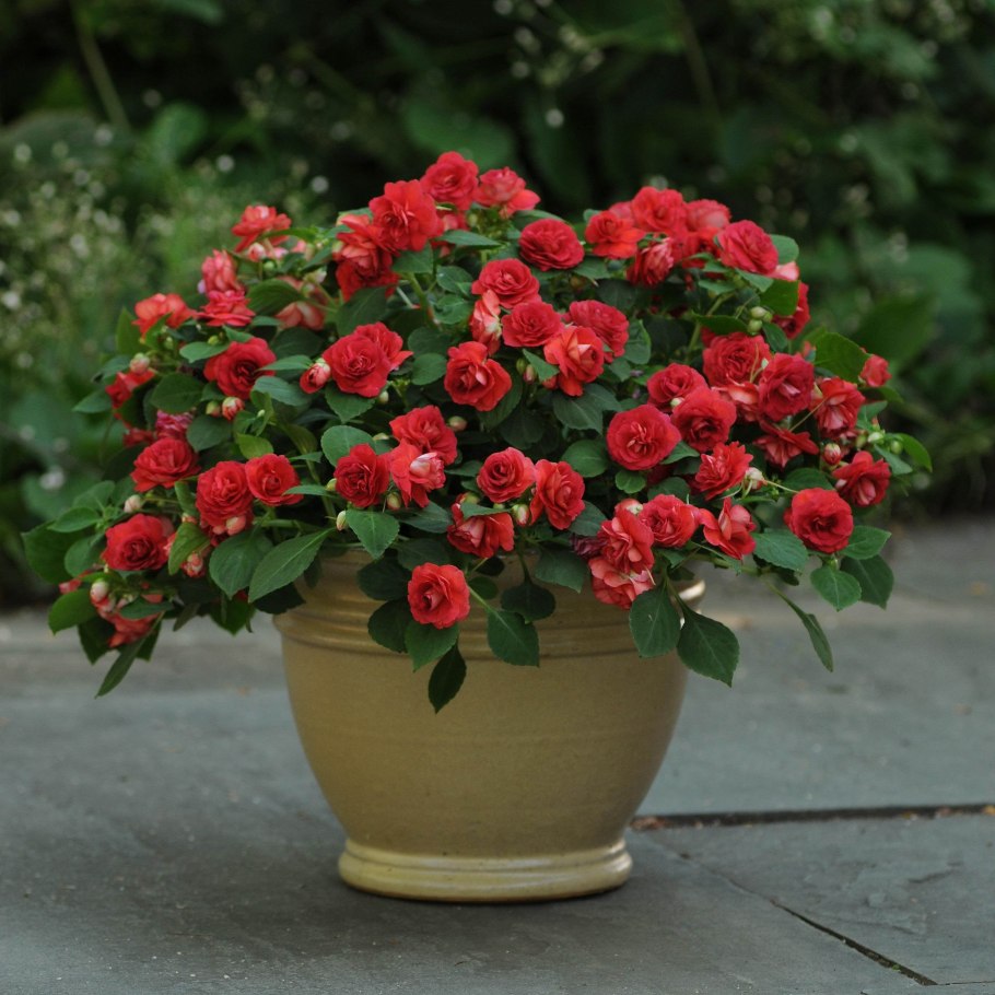 Бальзамин Уоллера махровый ампельный