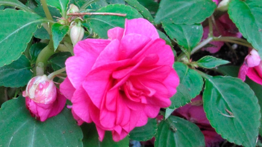 Бальзамин Ванька