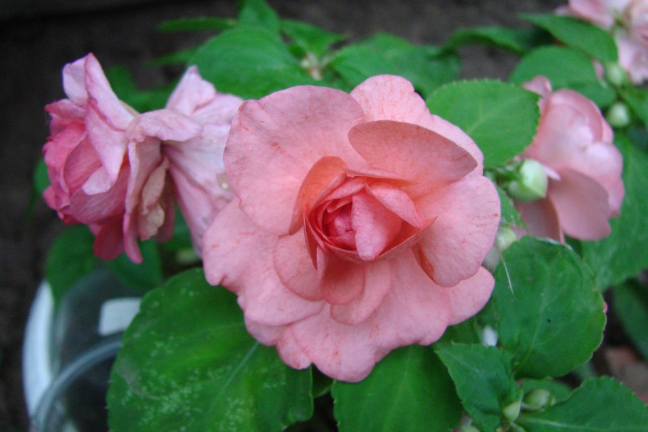 Королевский бальзамин