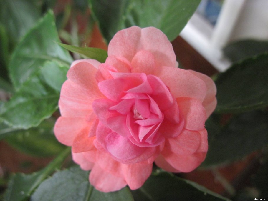 Бальзамин Salmon Chiffon