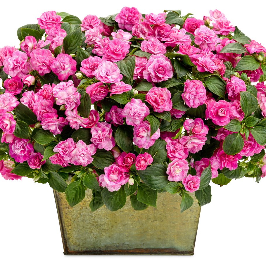 Бальзамин Impatiens Pink Aroma