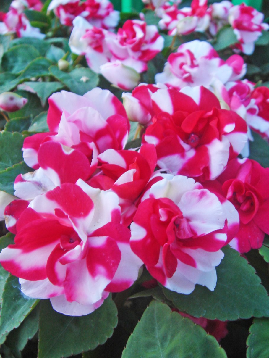 Бальзамин валлера махровый