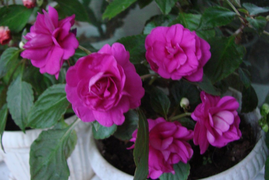 Бальзамин бургунди Роуз