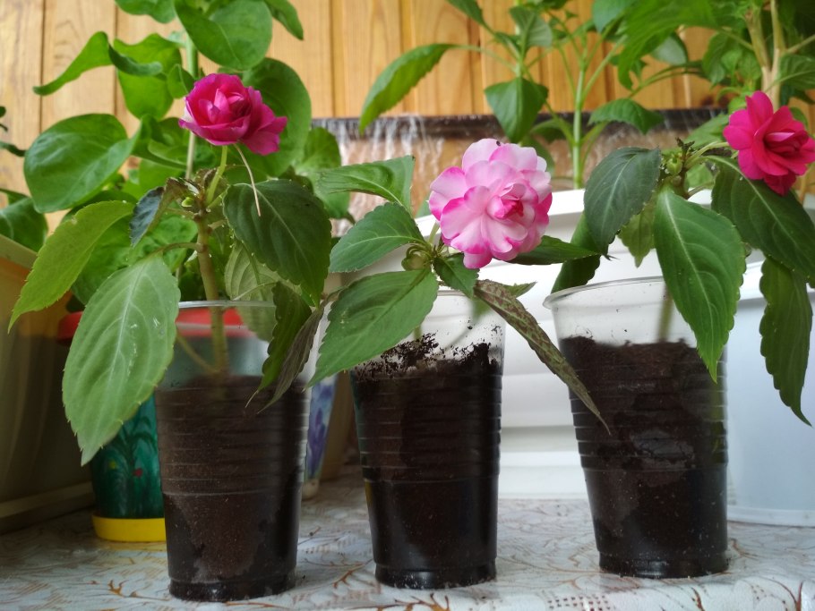 Черенки бальзамина