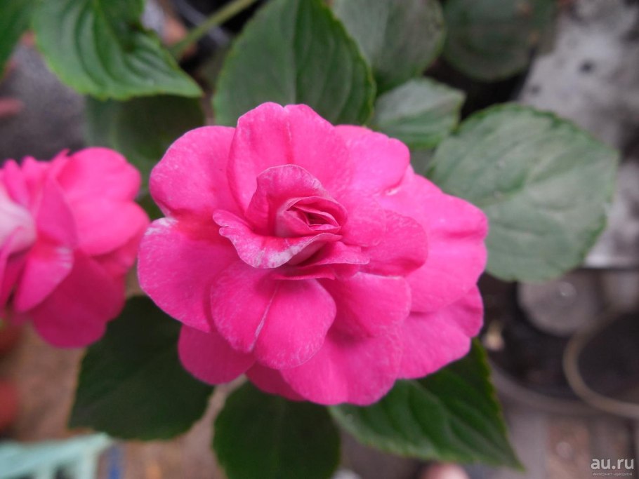 Бальзамин Пинк махровый