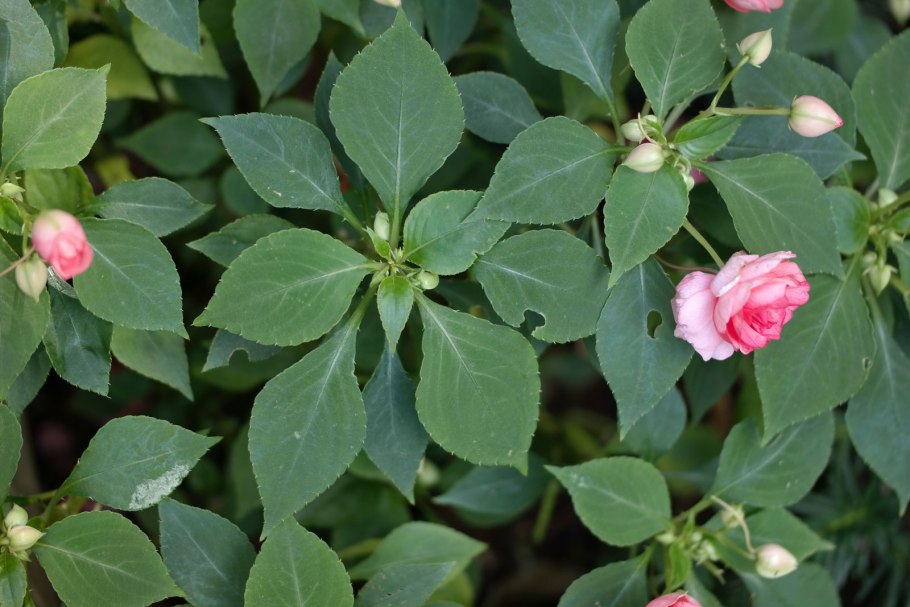 Бальзамин Петерса (Impatiens petersiana)