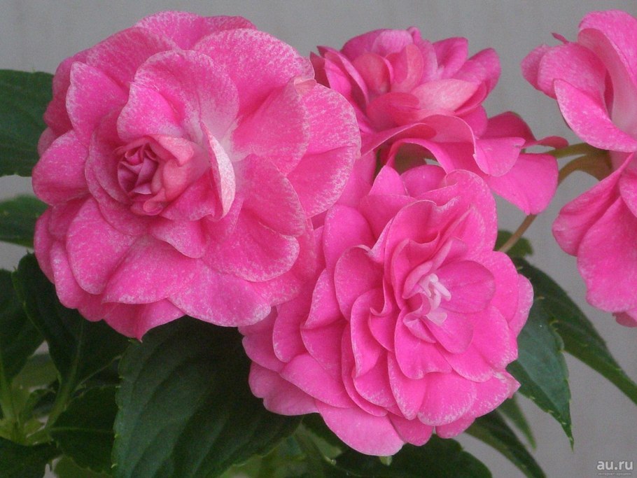 Бальзамин Стардаст Пинк