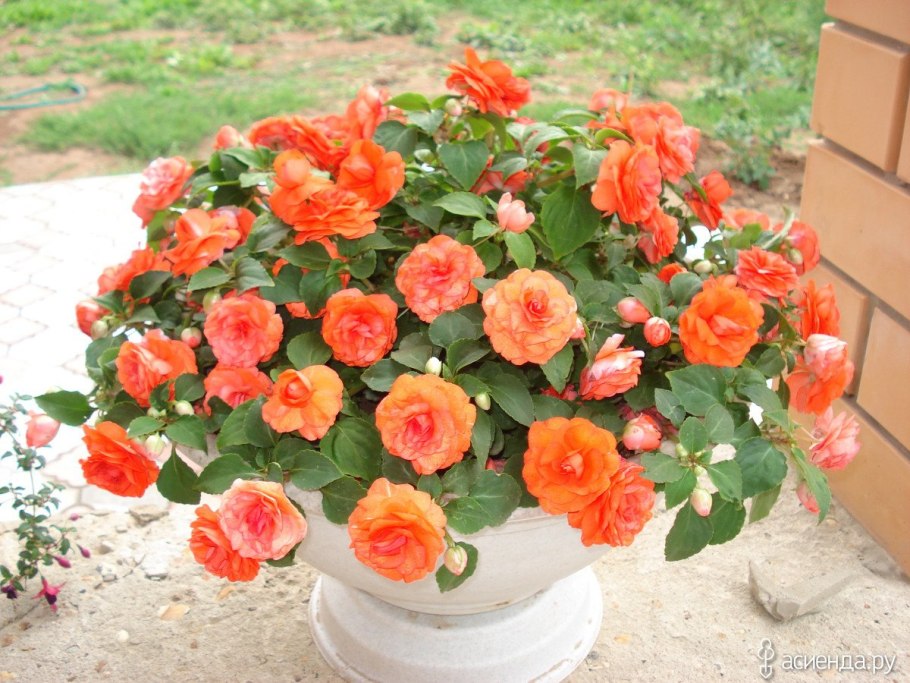 Бальзамин Афина оранж