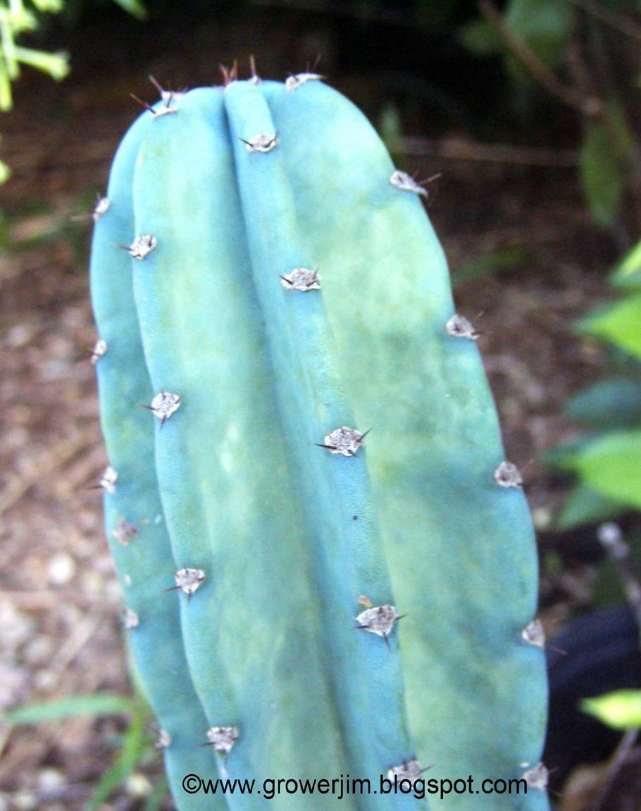 Пилозоцереус Херма