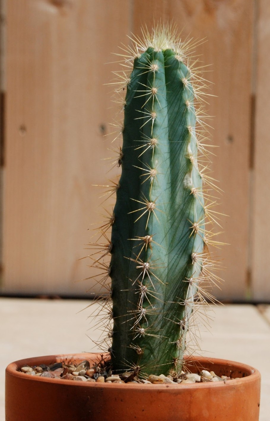 Цереус Лазурный