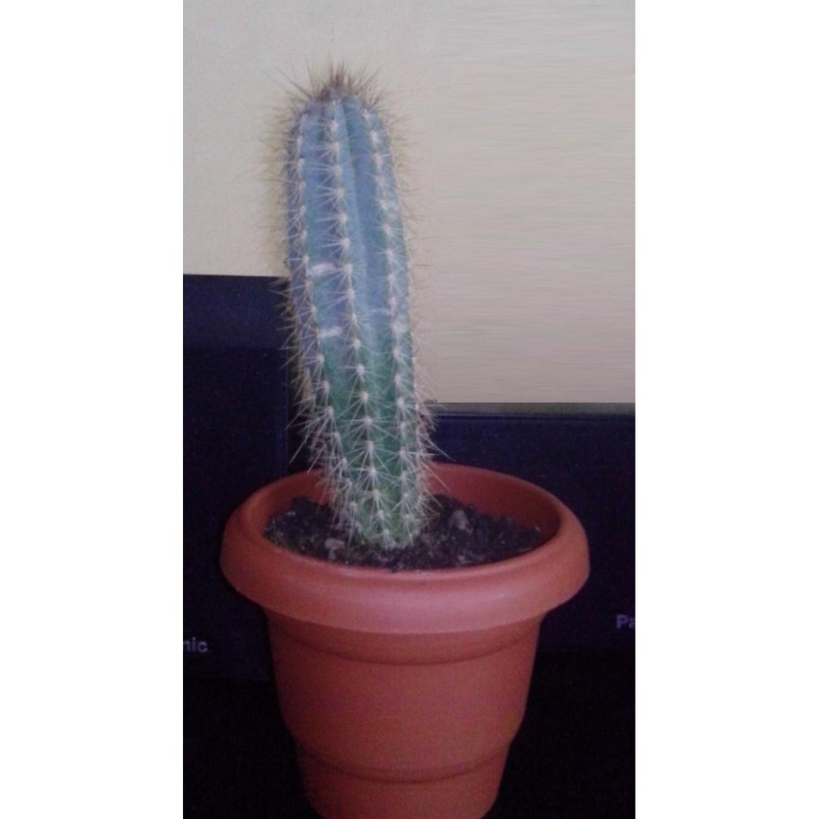 Лемэроцереус пруинозус