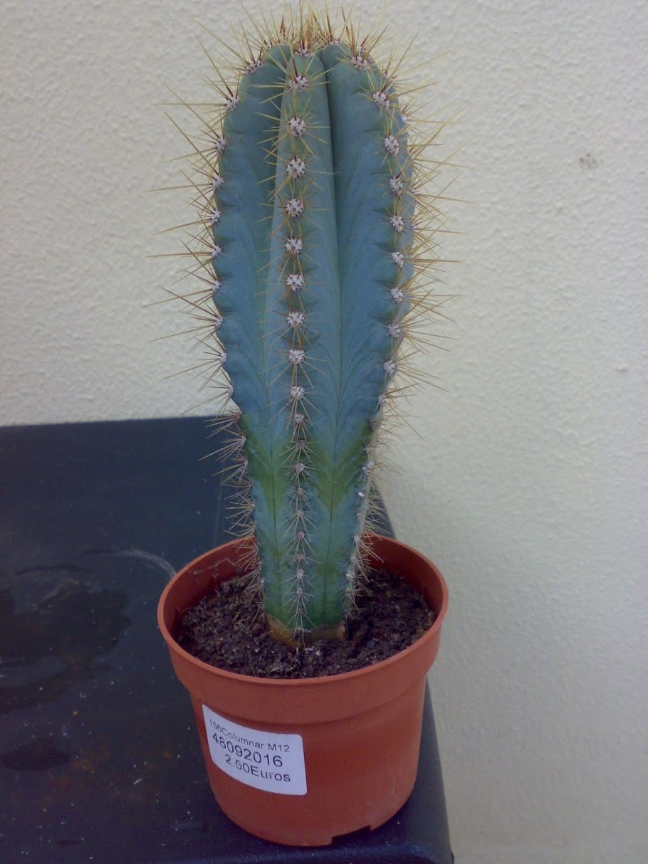 Кактус цереус Форбса Санта-Фе