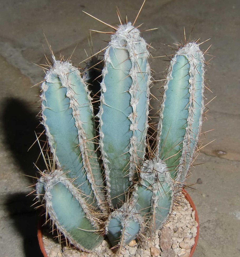 Кактус цереус Валидус