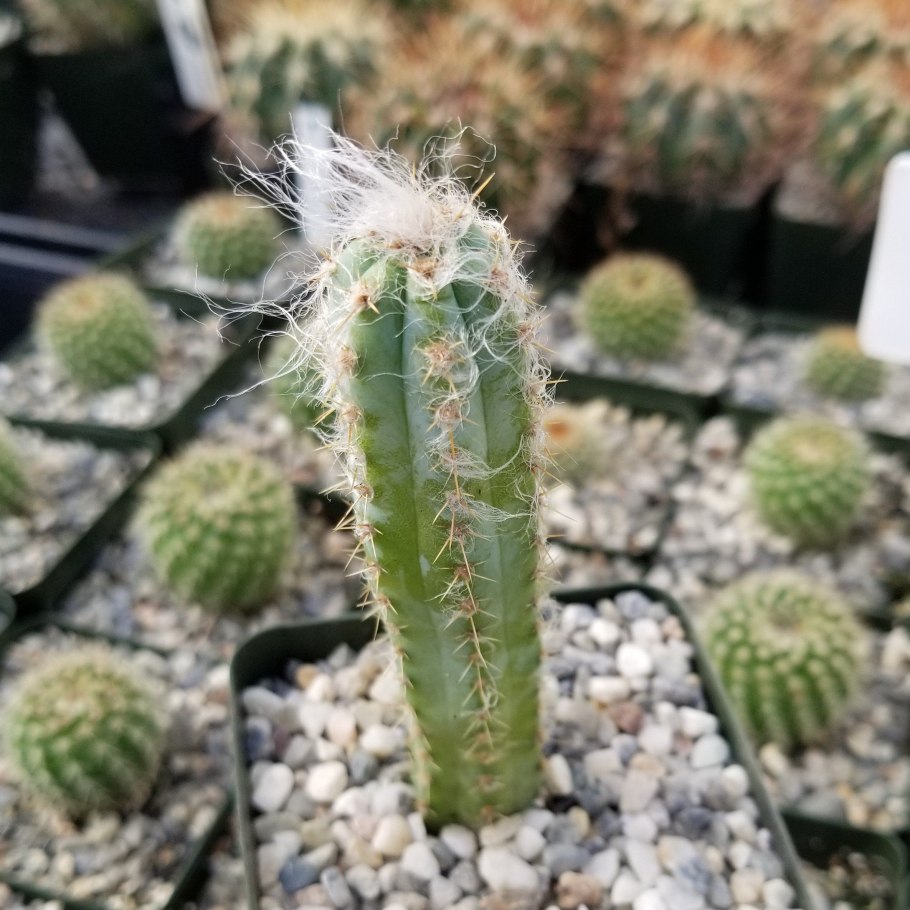 Pilosocereus pachycladus