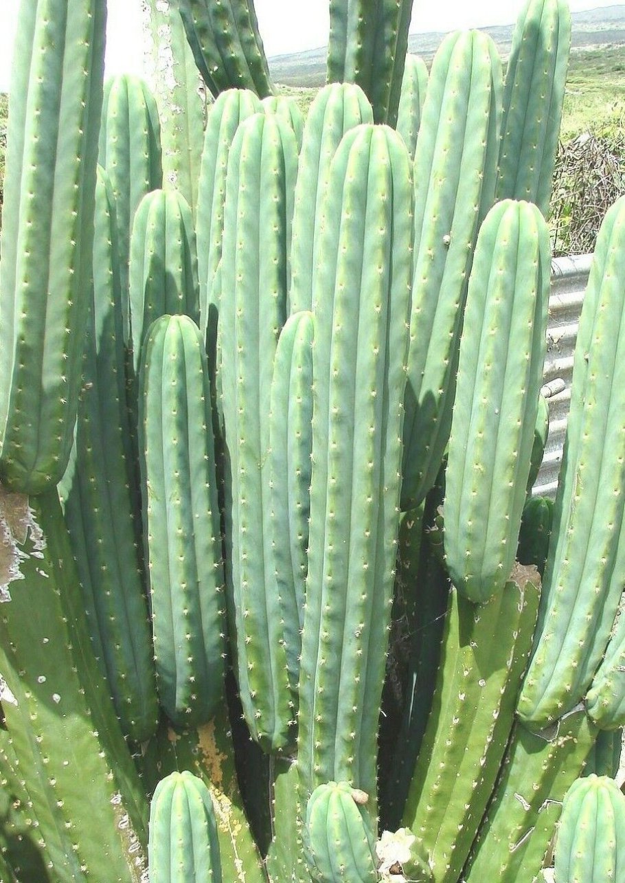 Кактус Cereus floridanus