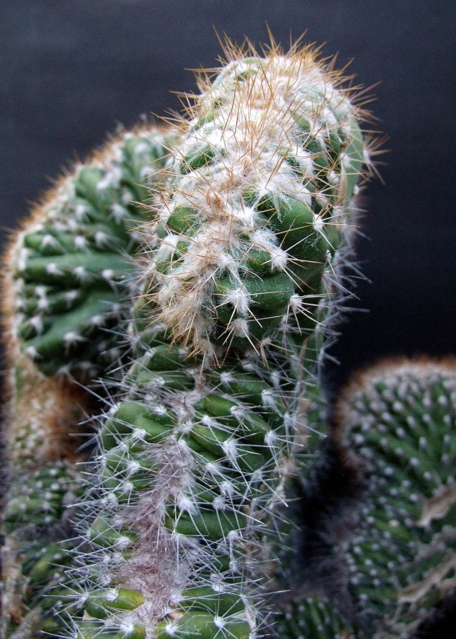 Cereus peruvianus monstruosa Dark