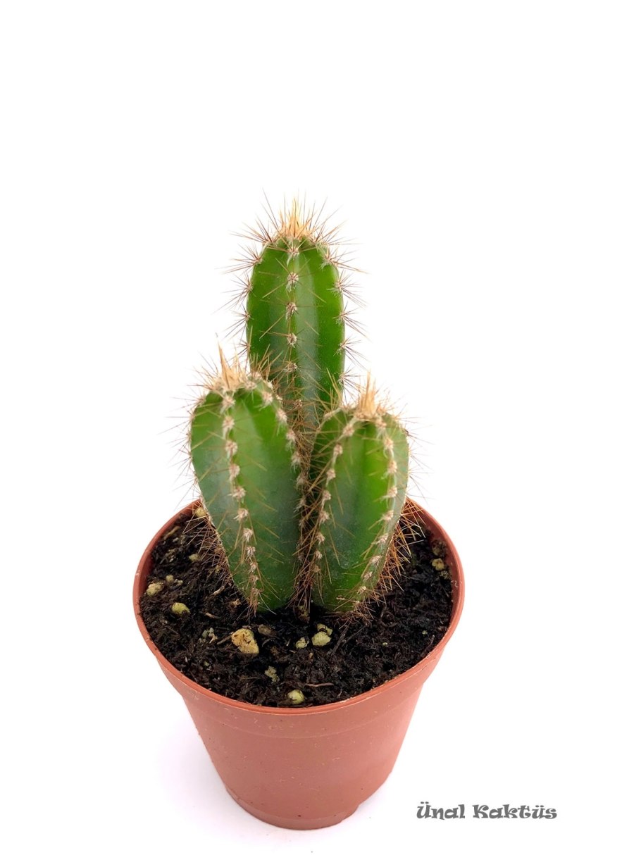 Цереус Лазурный