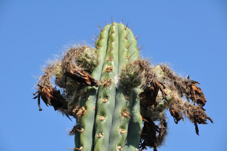 Pilosocereus lanuginosus