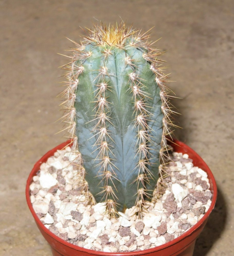 Кактус цереус Лазурный , перуанский