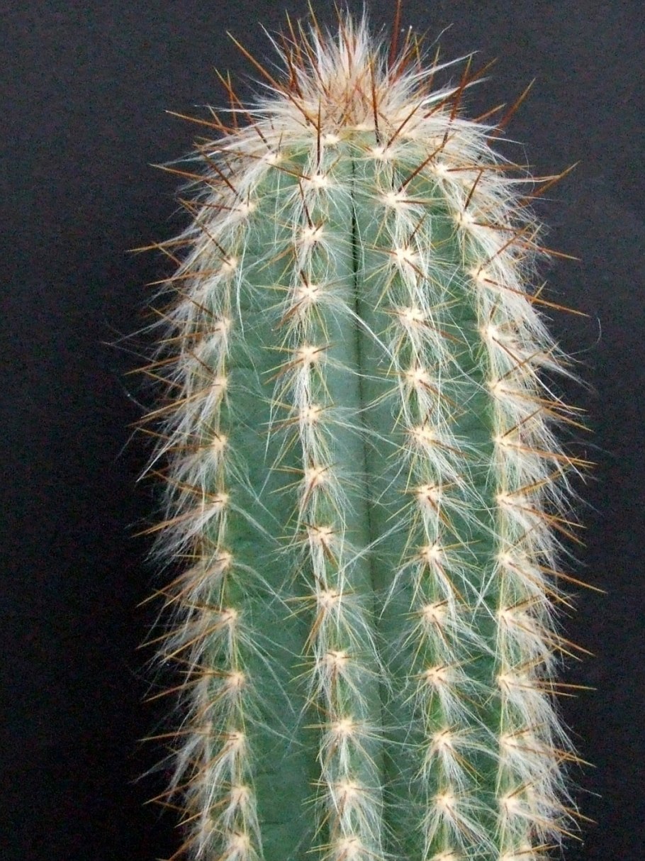 Цереус голубой