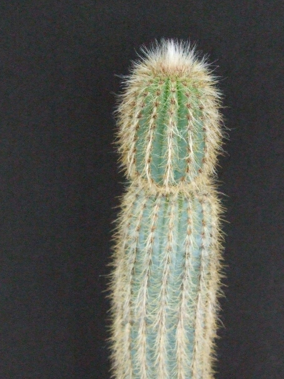 Пилозоцереус Лазурный