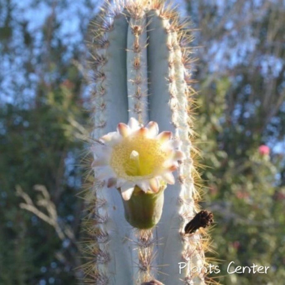 Кактус цереус Лазурный , перуанский