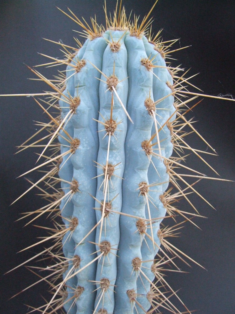 Пилозоцереус Пахикладус