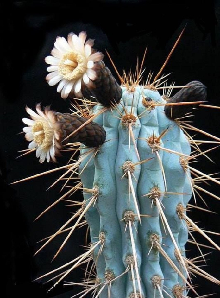 Пилозоцереус Пахикладус