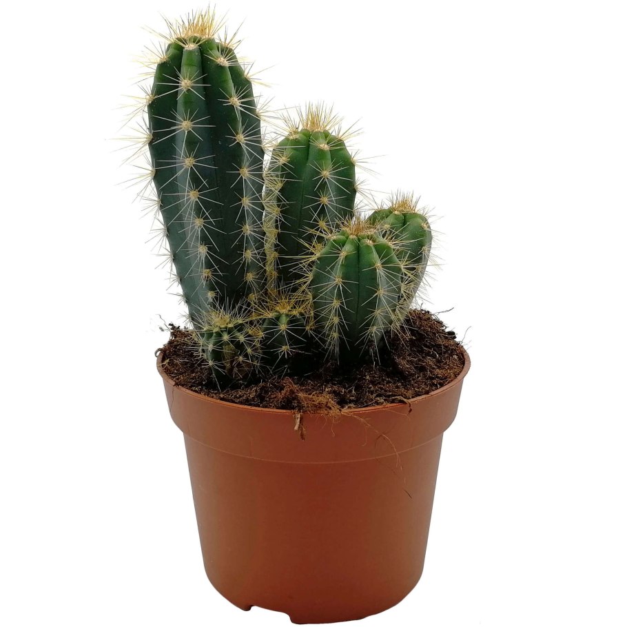 Цереус сизый