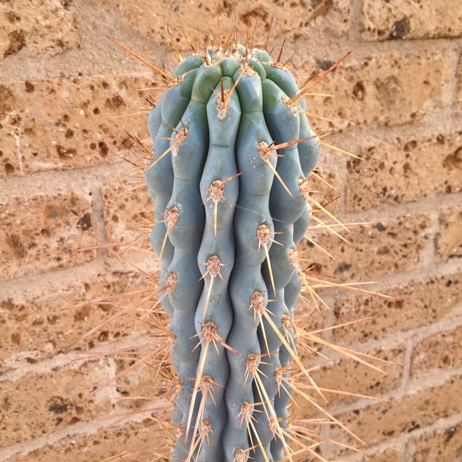 Browningia hertlingiana