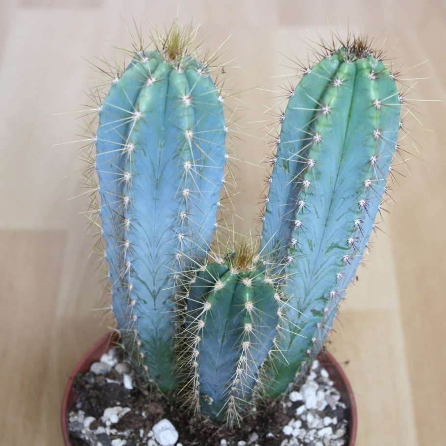 Мелокактус сеянцы