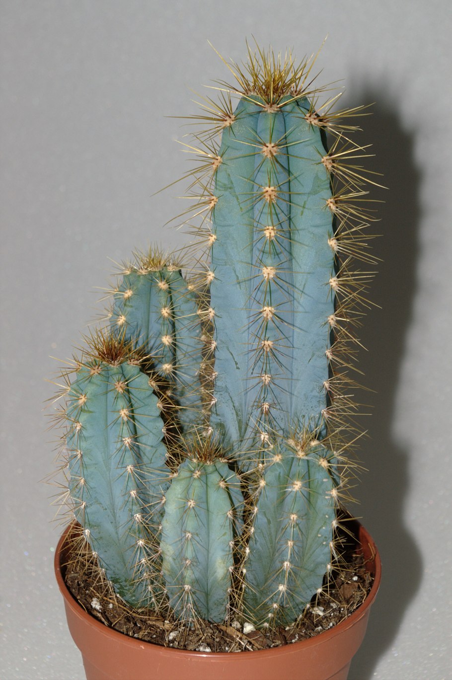 Цереус Лазурный