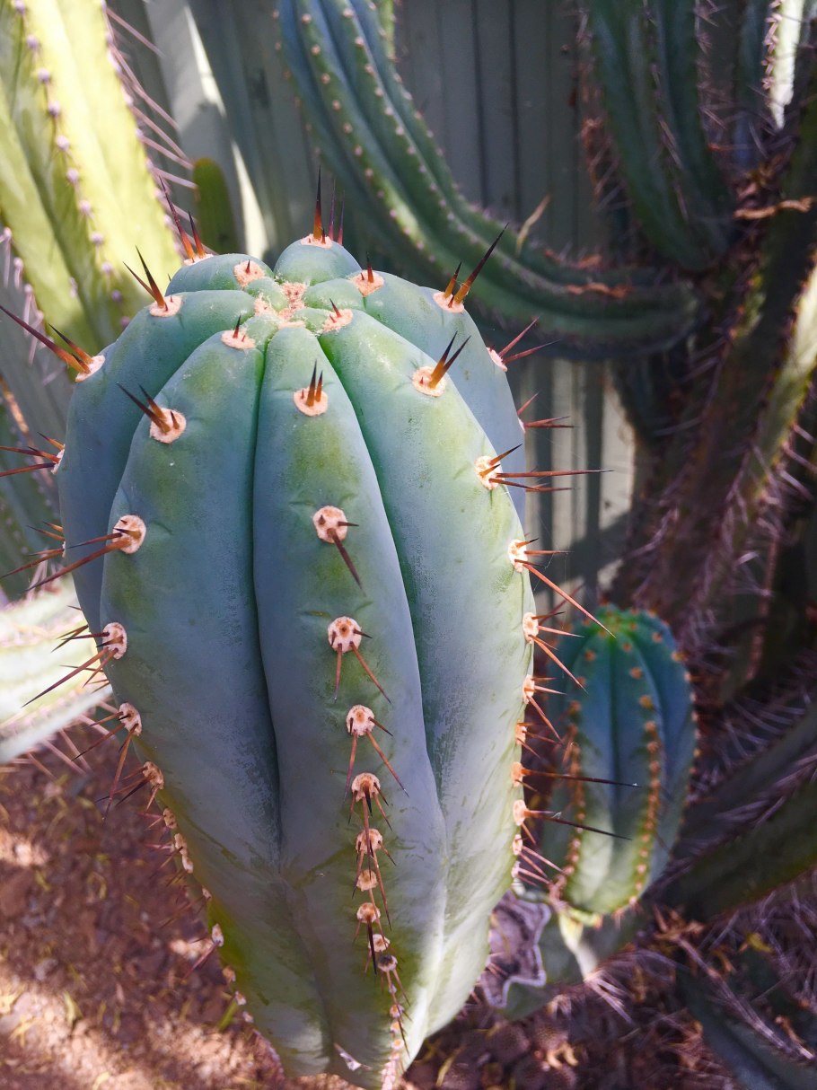 Кактус цереус перуанский