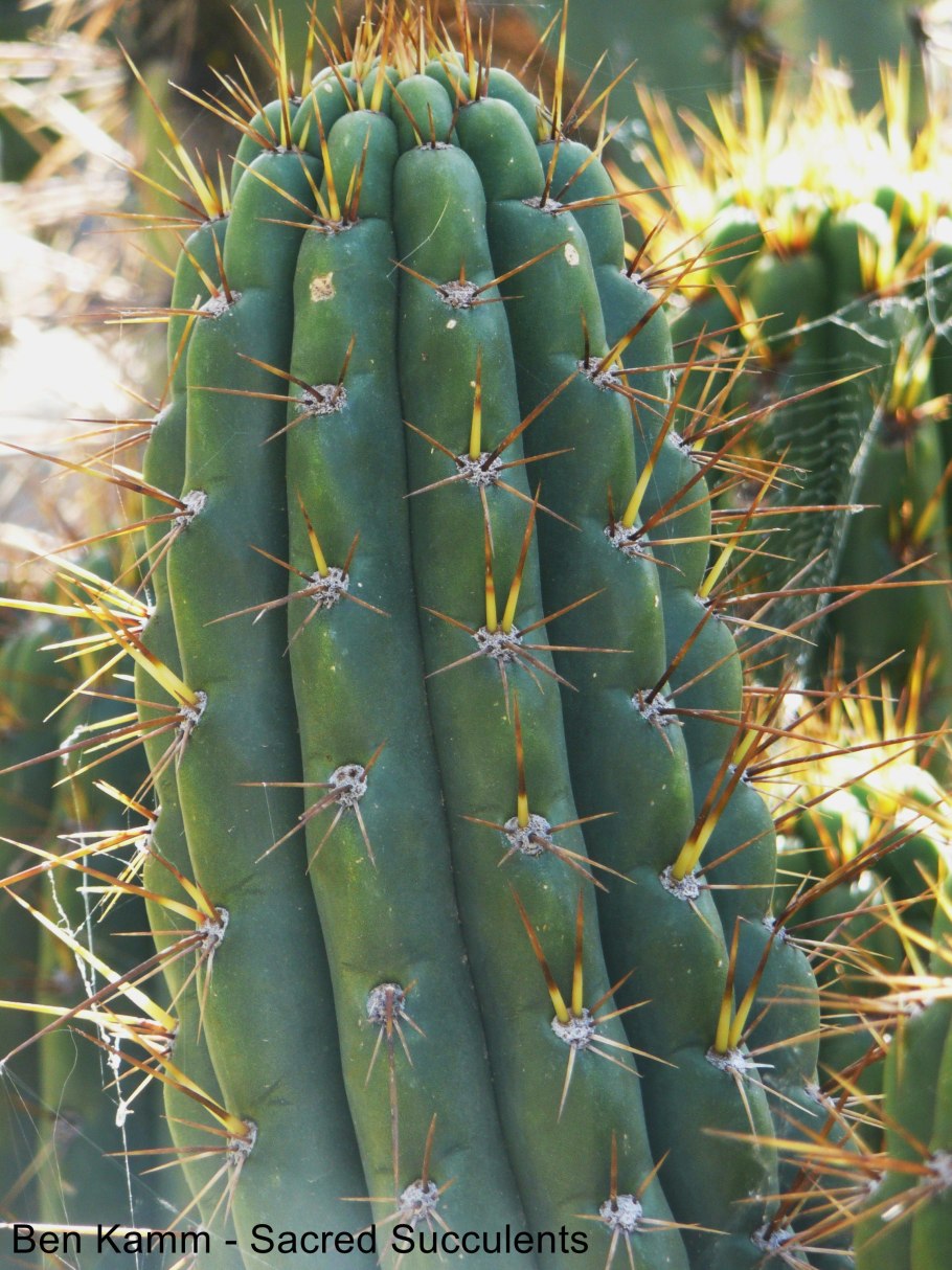 Pilosocereus chrysostele