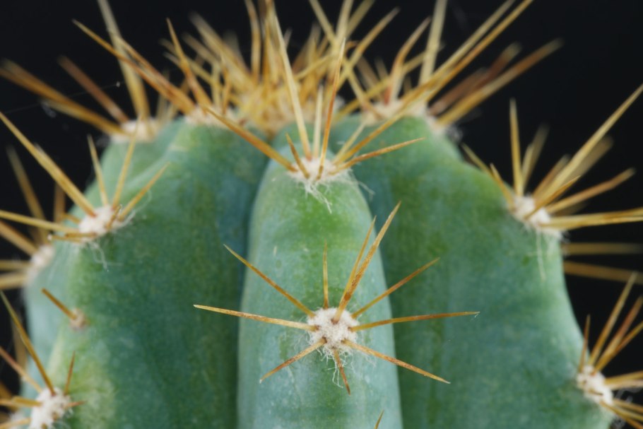 Pilosocereus Palmeri