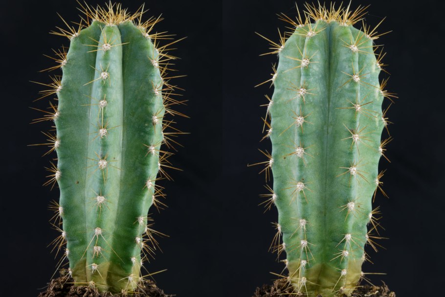 Цереус перуанский Лазурный