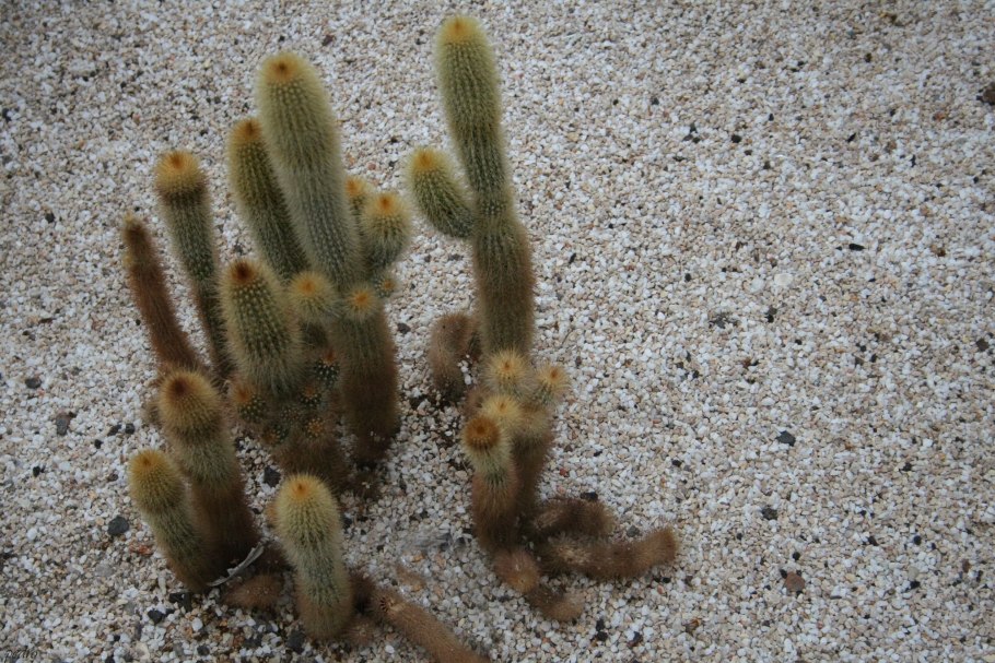 Цереус Азуреус