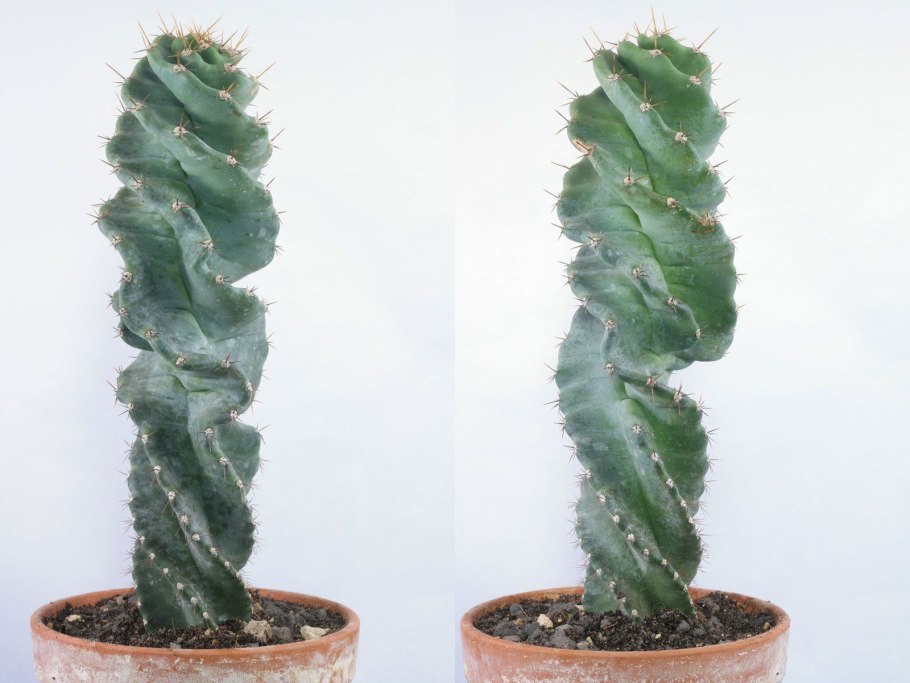 Кактус Пилоцереус- Лазурный