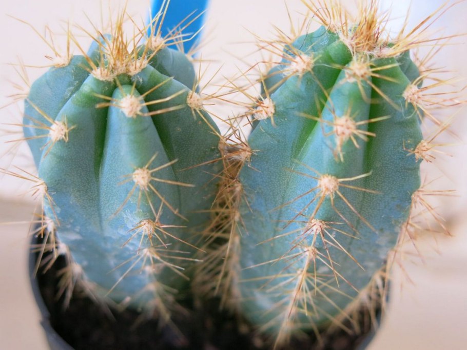 Кактус цереус Лазурный , перуанский