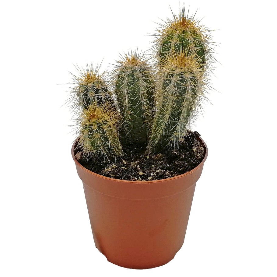 Пилоцереус кактус