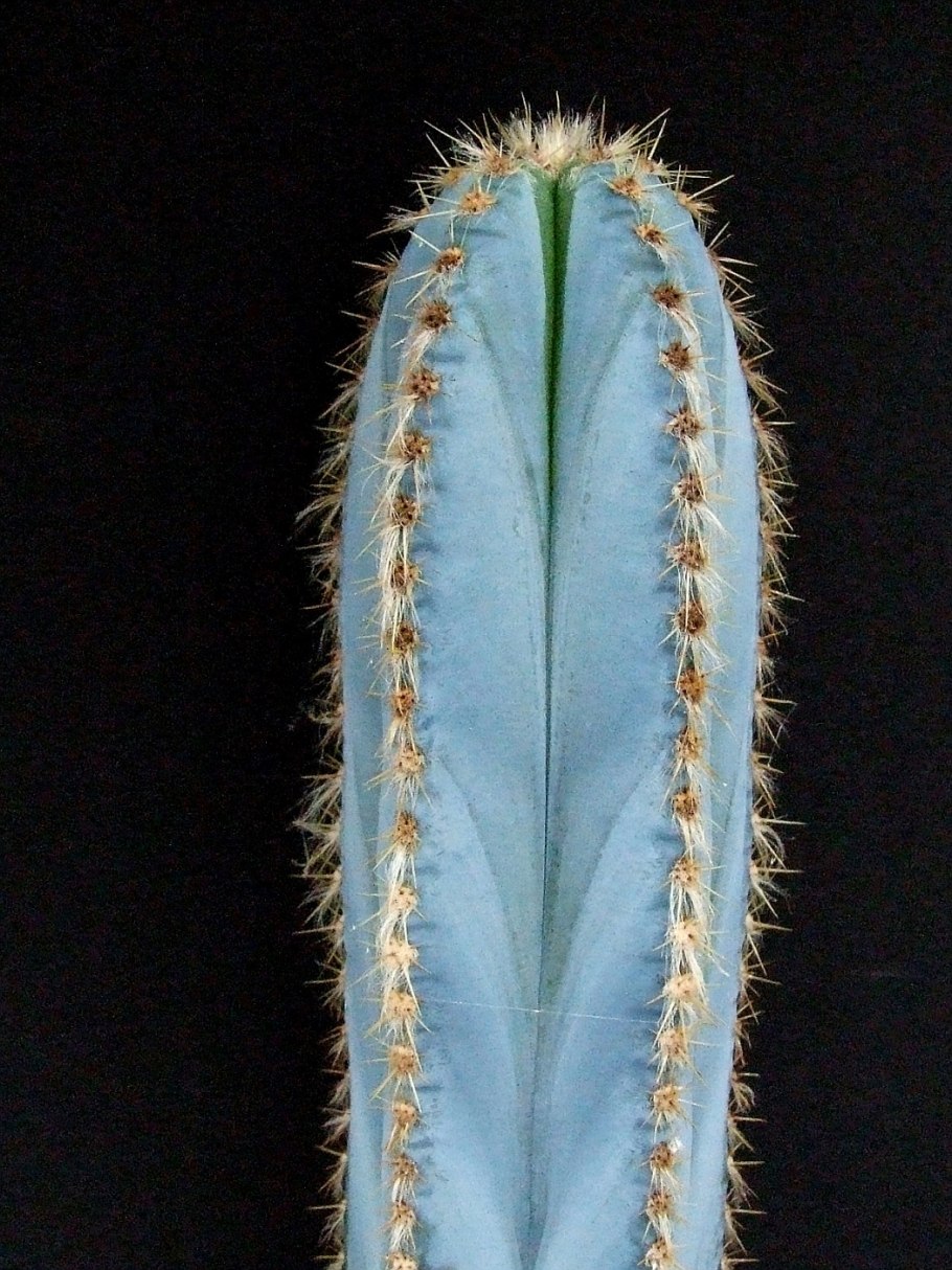 Pilosocereus pachycladus