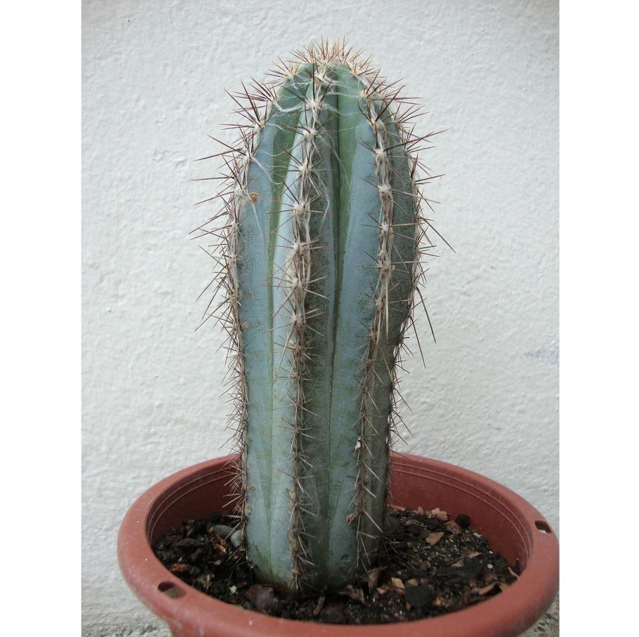 Эхинопсис лагениформис