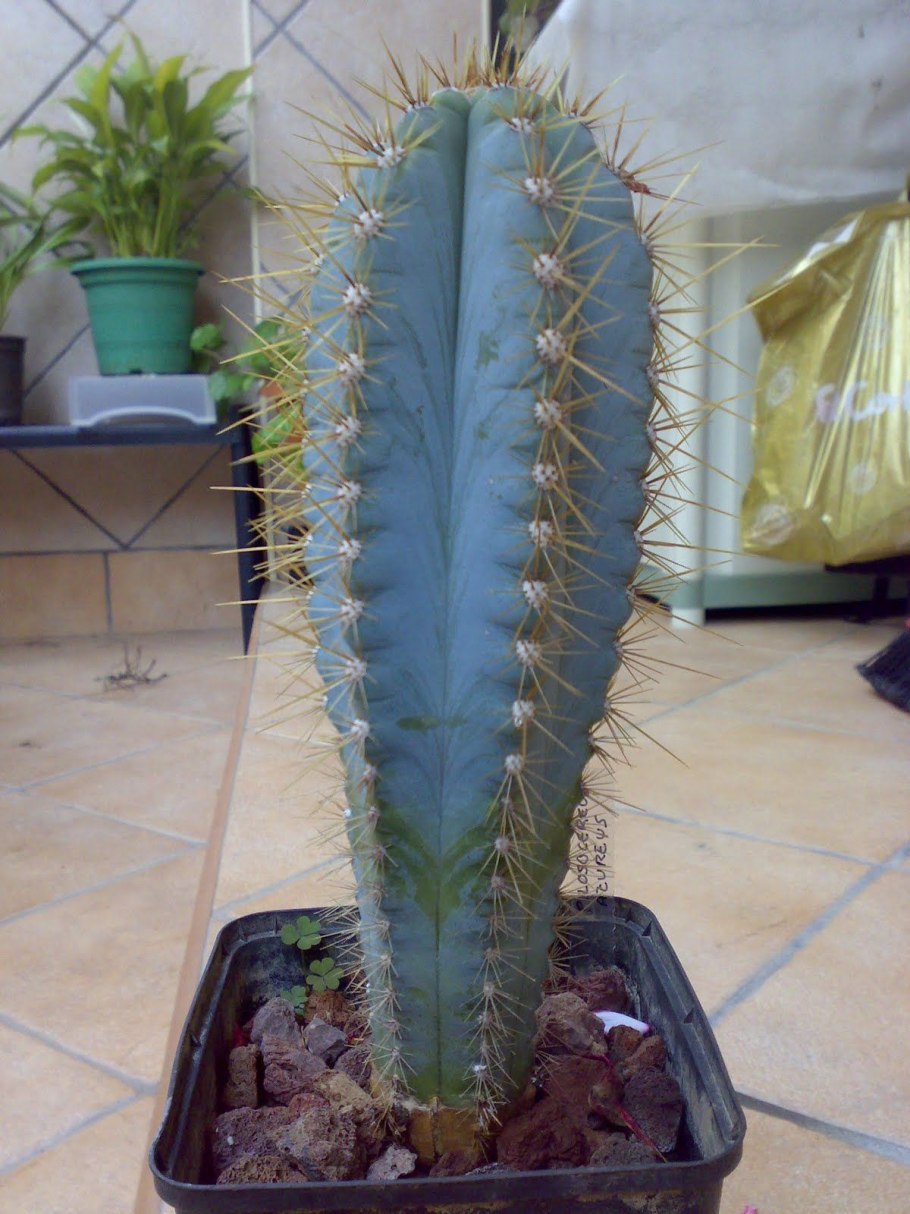 Цереус голубой