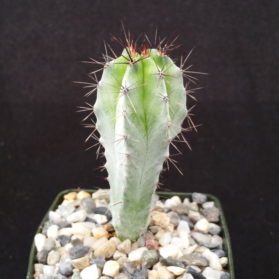 Кактус цереус ямакару