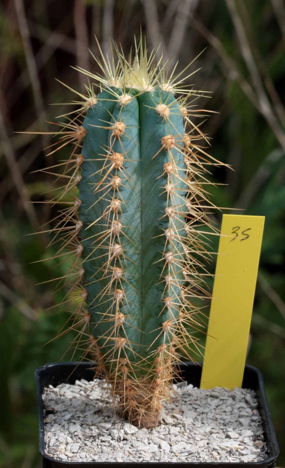 Трихоцереус Сан Педро