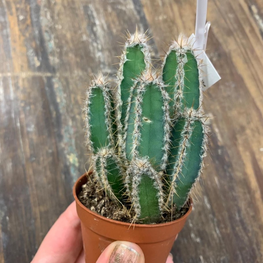 Цереус Чичипе