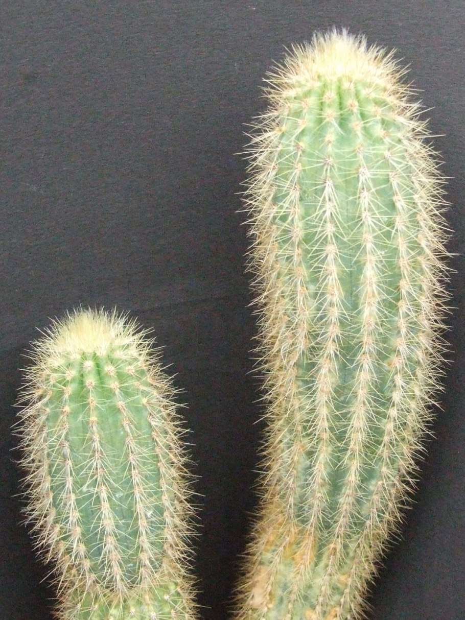 Кактус Pilosocereus pachycladus